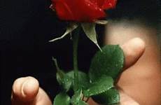 gif rose red sd mp4 hd share tenor