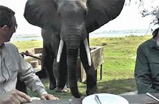 elephant elephants insolites slap bestanimations