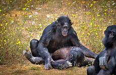 mating bonobos bonobo paniscus