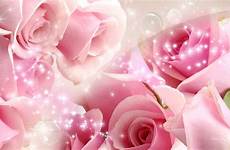 pink wallpapers roses rose