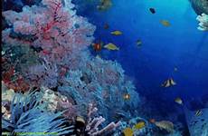 fishes vis oceani dier oceaan tropisch zee onderwater landschap koraal zomer surfen rif natuur eiland vertebrados ecosistemas giornata mondiale playlist
