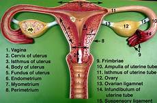 reproductive labeled uterus anatomia organs gross médica anatomie feminino pelvis rudyard