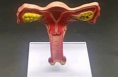genital organs uterus anatomical