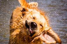 shaking wet dogs dog retriever golden dry