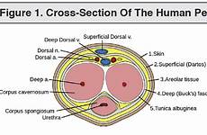 penis cross section human figure used priapism commons tables figures unported permission attribution wikimedia license creative wiki file
