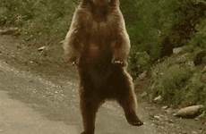 gif bear dancing dancing2 tenor