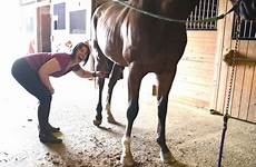 cleaning sheath horse big clean care first barn love got