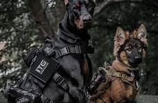 doberman pinscher tactical k9 perros combat militares dobermans scary unit puppies finos criminals chiens newton dogica warfare shepherd chien careers