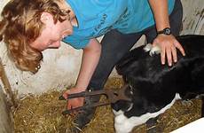 cow castrating bull calf