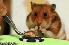 gif hamster eating cute contest vs hotdog man gifs awe tenor