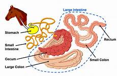 digestive koliek paard intestine spijsvertering digestivo veterinary soorten apparatus