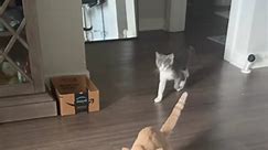 Tag of war with whiskey😹 mousie is his favorite toy😅………….. #cat #catlover #catoftheday #catloversclub #fypシ゚viral #fbreelsvideo | Whiskey and Stormy