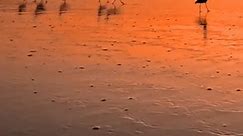 Sunset, beach and birds: a magical evening spectacle. #sunset #beach #waves #birds #shore #malibu #california | News-cool