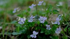 Violet flower forest blooming in spring. The first spring flower, purple. Wild violets