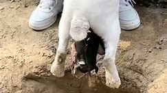 Rabbit giving birth at home with 9 bunnies, how to help #cute #rabbit #baby #shorts