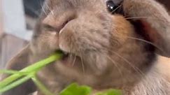 #bunny #hollandlop #rabbit #rabbitsoftiktok #hollandlopbunny #trending #fyp #cute #cutebunny #eating | James C. Perry