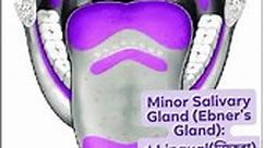 Types of Minor Salivary Gland #biologyhack #easybiology #biobosstusher #HSC #medica #MAT #dental #DAT | Tusher Ahmed Tuhin