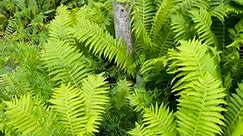 Ferns #ferns #plants #garden | Beauty In Nature