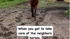 I love me some horses! #reels #fbreels #horses #onehappyassfarm #goodmorning #animals #farmlife | One Happy Ass Farm
