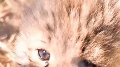 #creatorsearchinsights Baby Cheetahs 🐆 #animals #cheetahs #cuteanimals #animalsworld | Touching Story