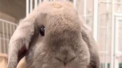 Same Attitude 🥰🐰🐇 Credit: lilo_and_stitch_bunny's #bunniesofinstagram #rabbitlove #rabbitsofinstagram #rabbit #bunnygram #rabbitstagram #bunnylife #bunny #bunnyoftheday #petsofinstagram | Bunny Lover