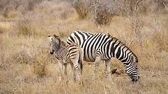 Zebra mother and foal in dry grassland. Baby harassed by oxpecker birds, shakes head