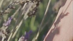 Close-up of a woman's hand gently touching a bouquet of lavender flowers in a field. The image conveys a sense of connection with nature, tranquility, and the beauty of lavender in bloom. Vertical
