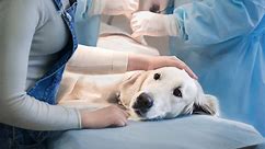 Renal Dysplasia in Dogs: Signs, Symptoms, Treatment