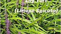Creeping lilyturf, creeping liriope, monkey grass #Purple #flower #beautiful | Travel With Me