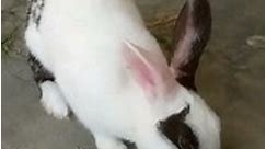 NEWBORN Baby Rabbits Video Compilation 2024 #viral #rabbits #newborn