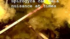 Spirogyra can be a nuisance at times #spirogyra #aquariumtank ##메다카 #medaka #青鳉 #เมดากะ #メダカツファイト | Tube Aurora