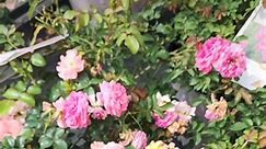 🌹💚🌹💚Shrub #roses that... - Greenbrier Nurseries of Roanoke