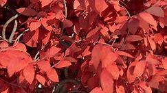 Acer Tree Leaves Close Up In Slow Motion