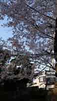 関東最古の神社「鷲宮神社」 桜も散り始めました #鷲宮神社 #桜 #サクラ #埼玉 #神社 #神社巡り