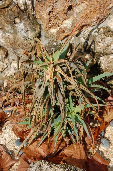 Be sure your cactus gets sun during the day and can retreat into darkness at night. Trial and Error: Growing Cactus & Succulents in Florida ...