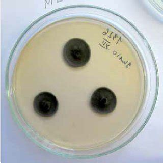 (PDF) Chromoblastomycosis