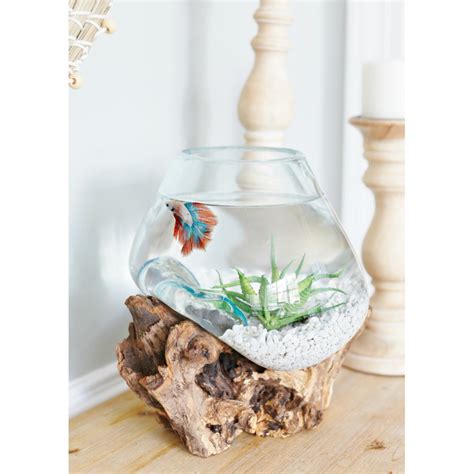 Membuat aquarium unik yang sederhana tidaklah sulit, anda dapat melakukannya sendiri (diy: AKUARIUM IKAN CUPANG - SIZE L / AQUASCAPE / AQUARIUM UNIK GLASSWOOD potkacatiup | Shopee Indonesia