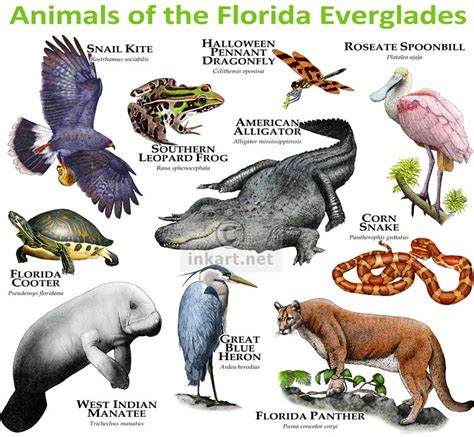 Check spelling or type a new query. Animals of the Florida Everglades | Various reptiles ...