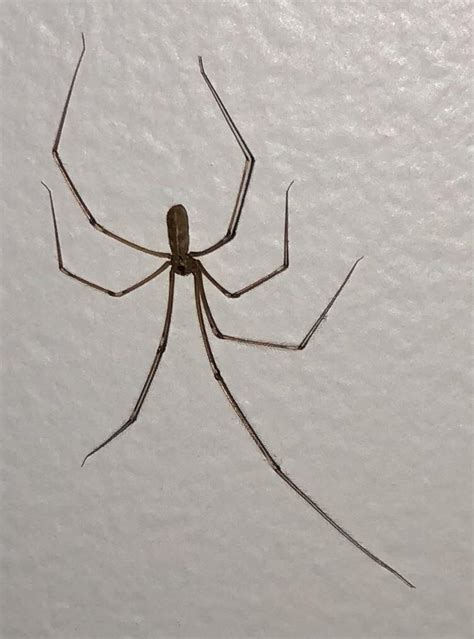 For example, alabama is different from new york, which is different from la, which is different from alaska, which is different from hawaii. Found on my wall Location: North Alabama : spiders
