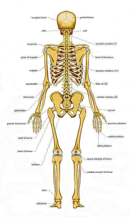 Hand bones, foot bones, back bone, neck bones, etc.) which bones have a primary purpose to provide structure? Chart of Human Bones: Rear View