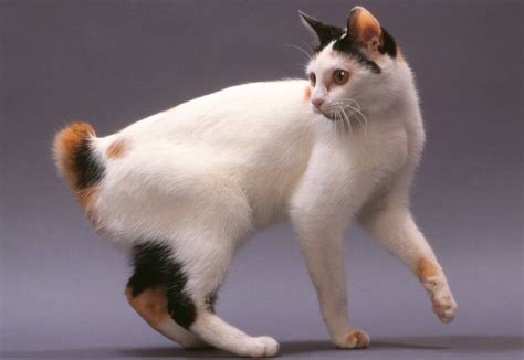 So, if you are looking for cat names, here is our japanese cat name ideas list that can inspire you. 450+ Best Japanese Cat Names & Meanings - My Pet's Name
