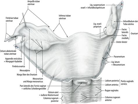 Definitions for ligamentum teres uteri lig·a·men·tum teres uteri. Operative Anatomie: Nieren, Nebennieren, Ureteren ...