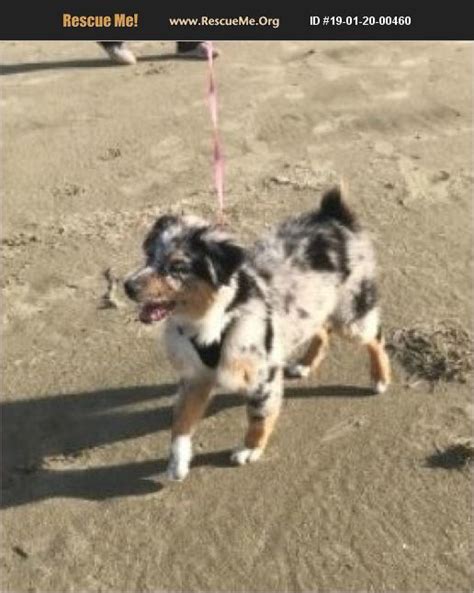 Our dogs come from some of the best foundation working lines i… asca australian shepherd pups from champion twin oaks bloodlines. ADOPT 19012000460 ~ Australian Shepherd Rescue ~ Salem, OR