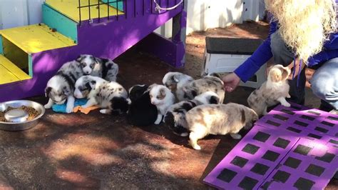 Find australian shepherd puppies and breeders in your area and helpful australian shepherd information. Toy Aussie puppies at Lindsey's aussies - YouTube