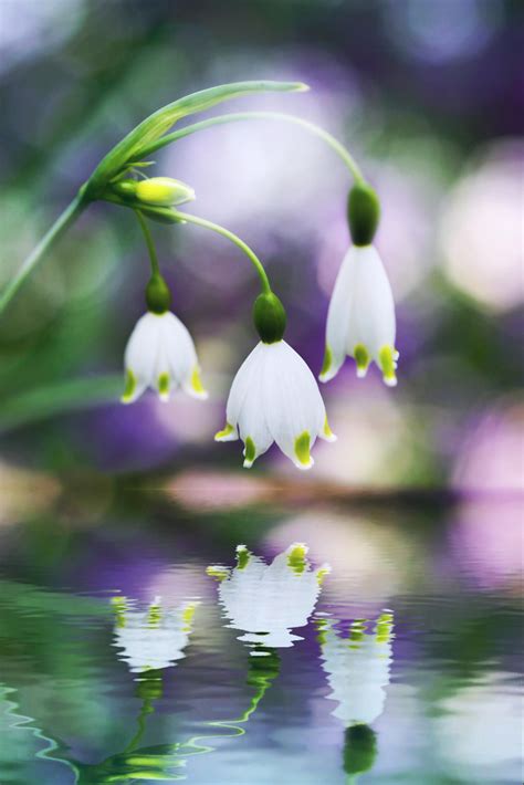 Fibonacci numbers were officially discovered by leonardo of pisa, but have existed in the universe for as long as we know. flowery reflection by Monique Felber on 500px | Beautiful ...