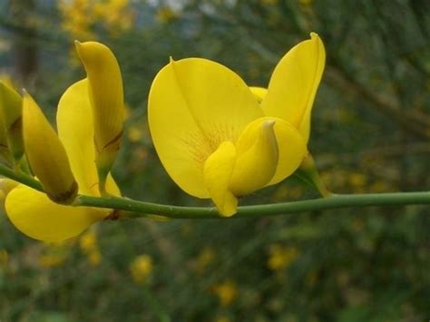 Bellissimi fiori ibisco fiori primaverili coltivare i fiori consigli di giardinaggio negozi di fiori fiori colorati fioristi foto di fiori. Fiori ginestra - Fiori di piante - Caratteristiche dei ...