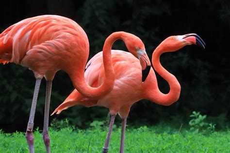 Both parents take care of the newborn flamingo, feeding it a fluid produced in their digestive systems. Roter Flamingo - Tiergarten Schönbrunn