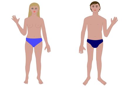 Flappers brought about a complete change in fashion and body type. Human Body | Clipart Panda - Free Clipart Images