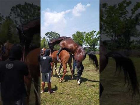 Kumpulan kuda kawin | horses mating #horsesmating #kudakawin # tuosafeto terimakasih sudah menonton. kawin' kuda. king Halim - YouTube