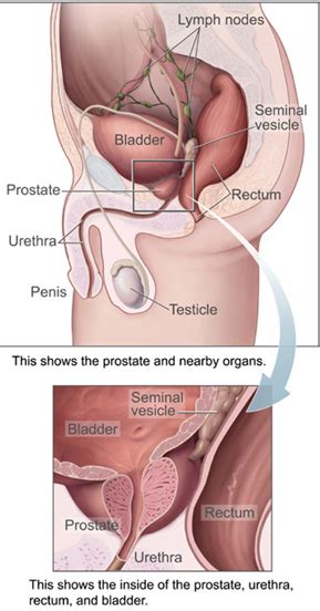 Welcome to innerbody.com, a free educational resource for learning about human anatomy and physiology. Prostate - Wikipedia